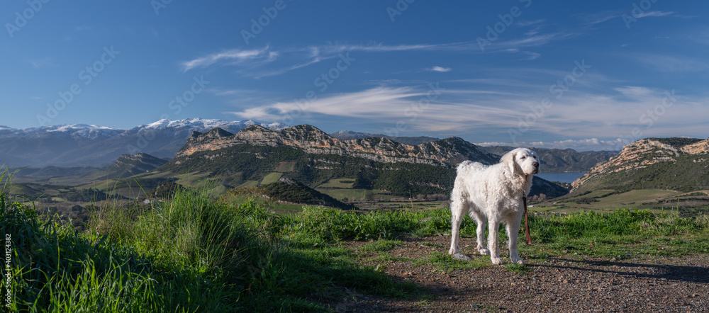 Naklejka premium Beautiful Kuvasz dog with a beautiful Corsican landscape in the background