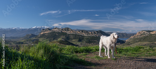 Beautiful Kuvasz dog with a beautiful Corsican landscape in the background