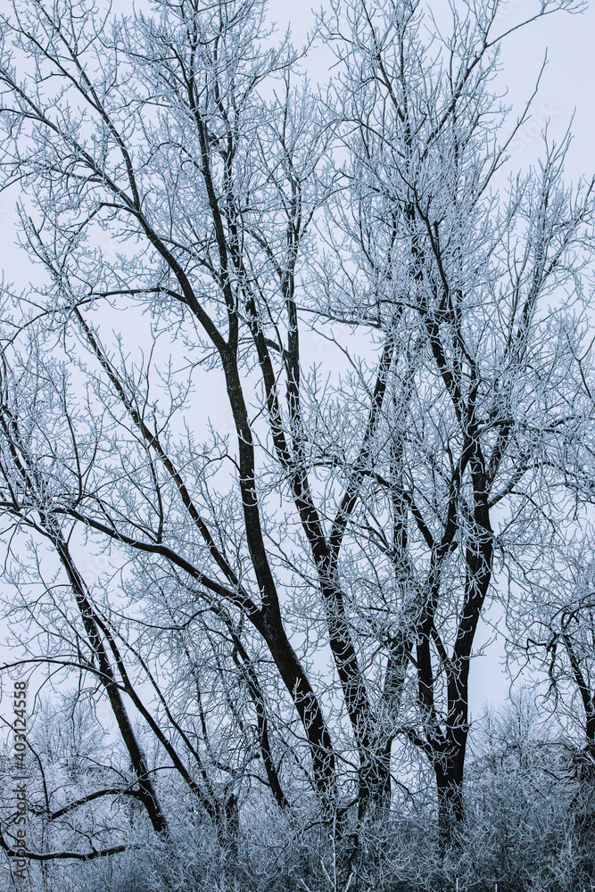 trees in winter trees in winter