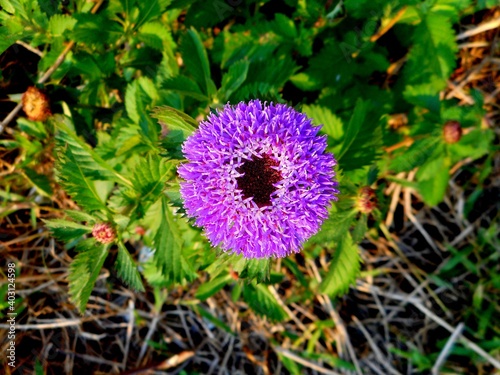 flor centratherum punctatum - perpétua roxa photo