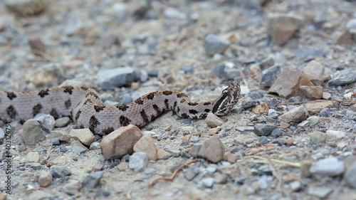 A Western Pigmy Rattlesnake, Sistrurus miliarius, a venomous North American pit viper, reacts to a perceived threat with head movements and finally moves backwards. photo