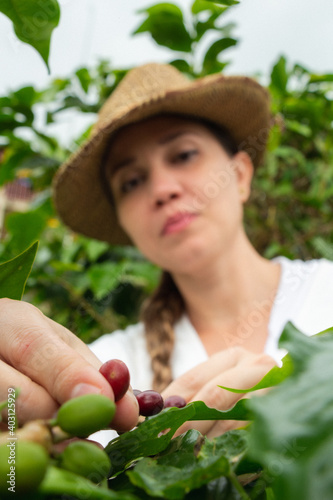 mujer campesina con sombrero cogiendo la cosecha de café maduro