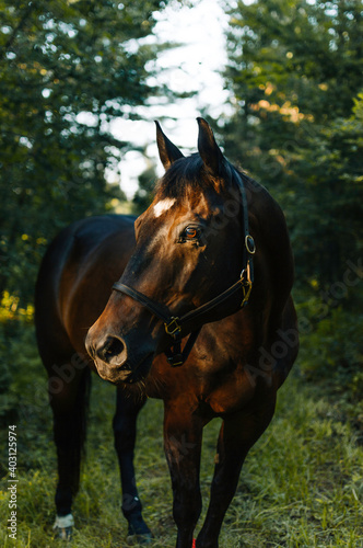 portrait of a horse © LaurieAnne