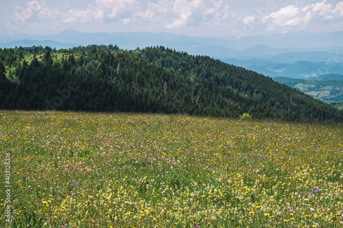 meadow with flowers