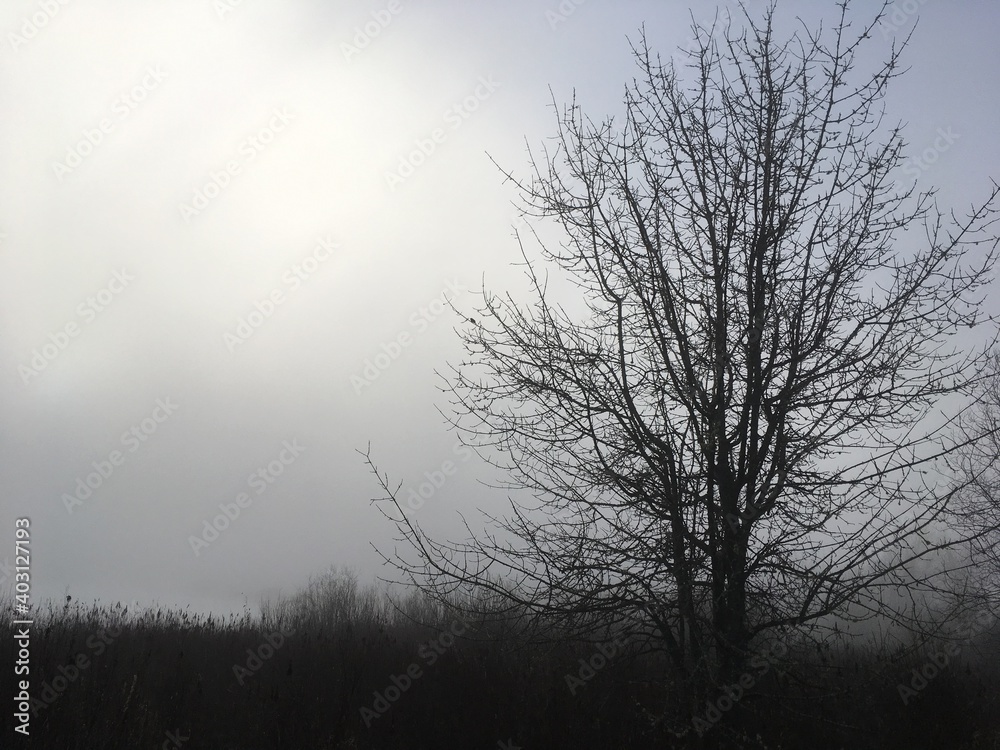 barren tree against cold winter sky, with sun struggling to get through thick clouds and fog. barren tree against cold winter sky, with sun struggling to get through thick clouds and fog.
