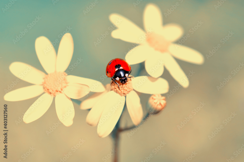 Beautiful ladybug on leaf defocused background Beautiful ladybug on leaf defocused background