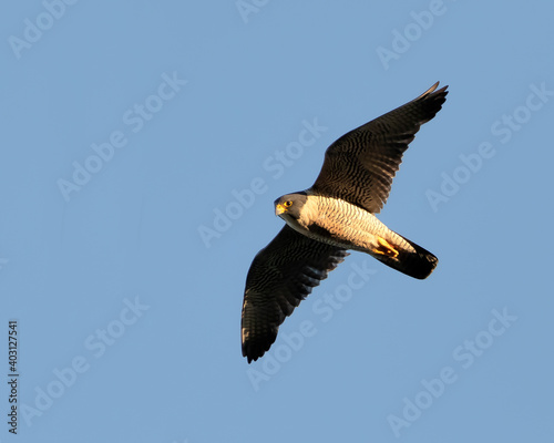 halcon peregrino