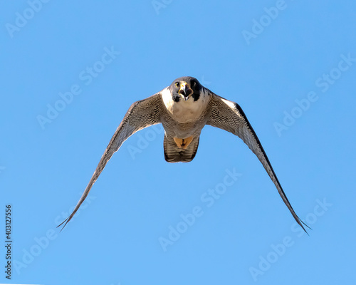 halcon peregrino