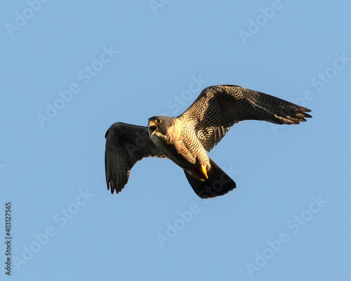 halcon peregrino