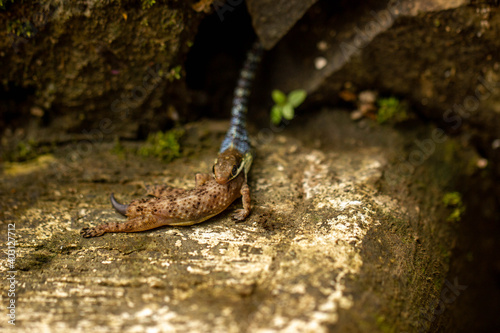 Snake eating a lizard