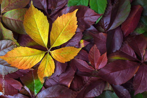 Creative composition.Colorful group of autumn fall dark purple leaves with one yellow leaf background. Top view, flat lay, copy space, multi colored.