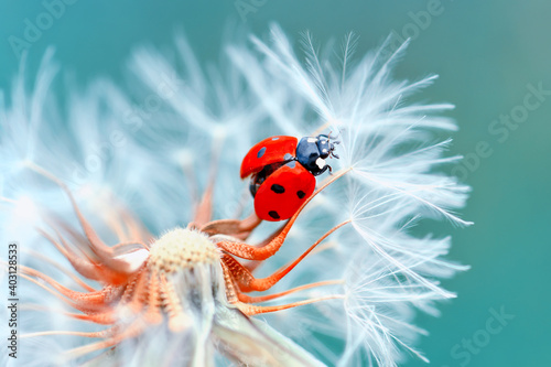 Beautiful ladybug on leaf defocused background