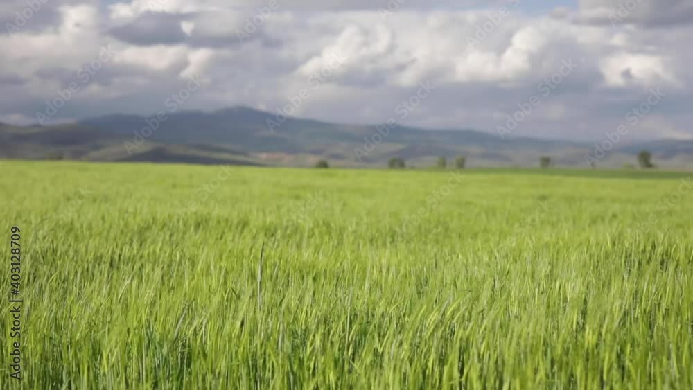 A closer look at the barley field during a cloudy day while layers of mountains are stretching in the distance. A closer look at the barley field during a cloudy day while layers of mountains are stretching in the distance.