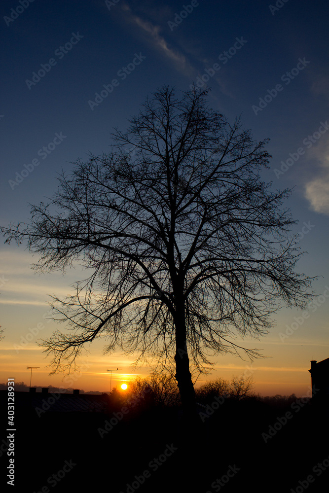 Scenery. Sunset on the background of trees and the city. Background.