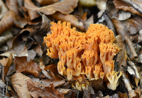 Obraz na płótnie Edible mushroom Ramaria flava growing in the coniferous forest