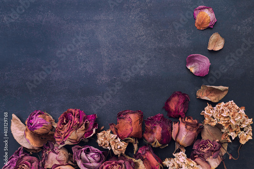 Fototapeta Naklejka Na Ścianę i Meble -  Still-life, flowers and roses dried in red, orange, violet and  pink colors on a dark and gray color background.