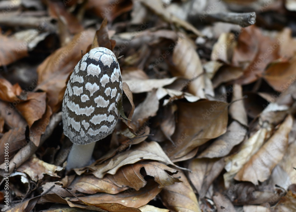 Coprinopsis picacea also known as Magpie fungus poisonous mushrooms in autumn forest.Coprinus picaceus. Coprinopsis picacea also known as Magpie fungus poisonous mushrooms in autumn forest.Coprinus picaceus.