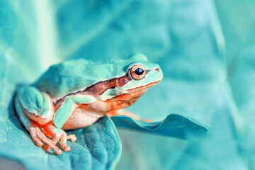 Keuken achterwand Turquoise Europese boomkikker op groen blad  © blackdiamond67