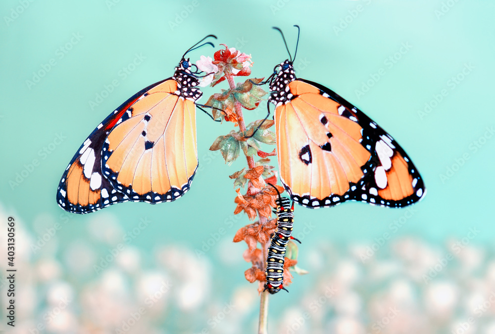 Fototapeta premium Macro shots, Beautiful nature scene. Closeup beautiful butterfly sitting on the flower in a summer garden.