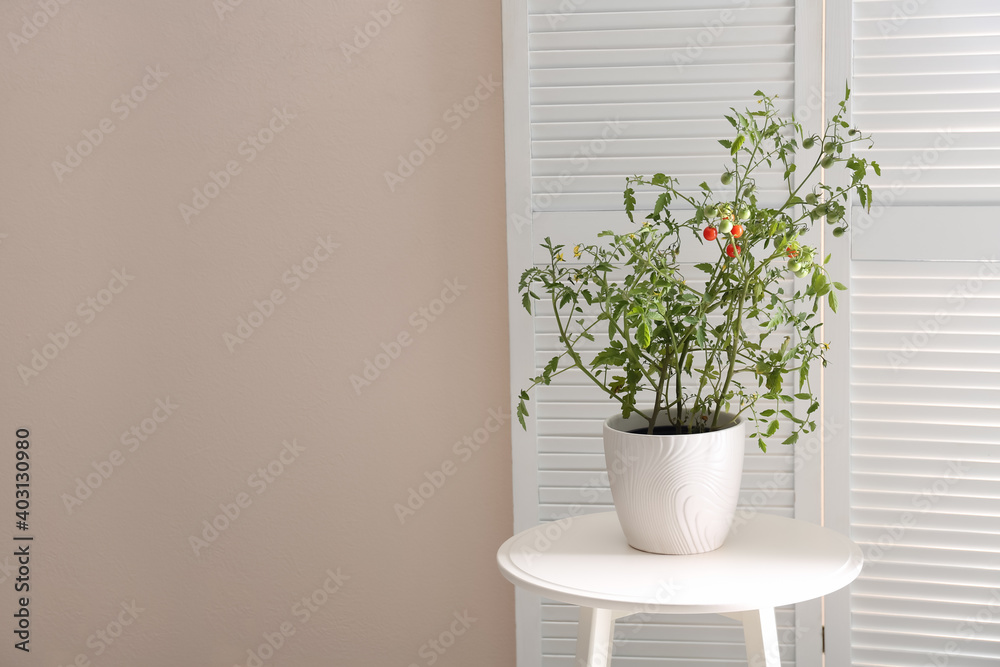 Tomato plant in pot on white table near light wall. Space for text