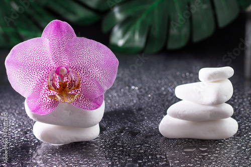 Beautiful lilac orchid flower and stack of white stones with monstera leaves on black background