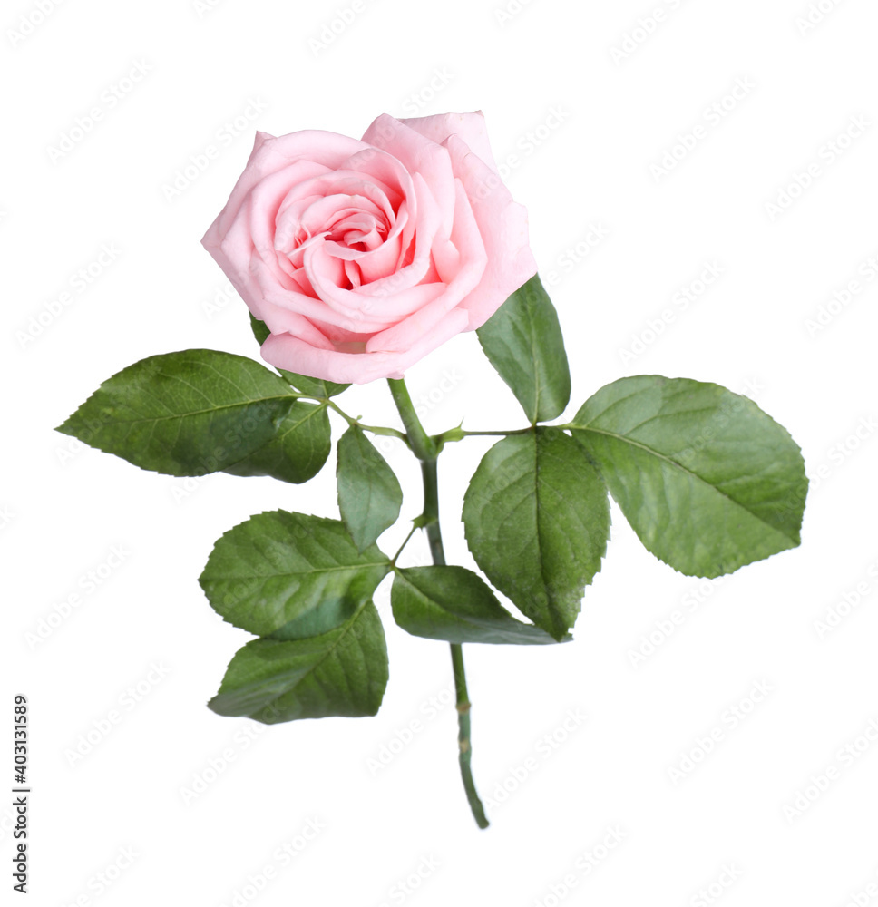 Blooming pink rose isolated on white. Beautiful flower Blooming pink rose isolated on white. Beautiful flower