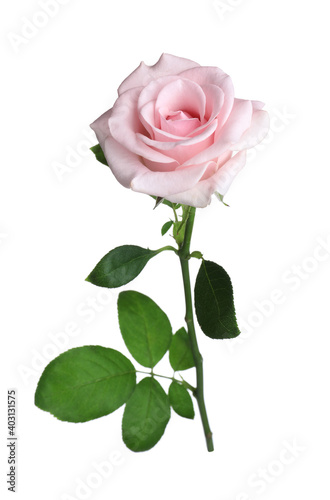 Blooming pink rose isolated on white. Beautiful flower © New Africa