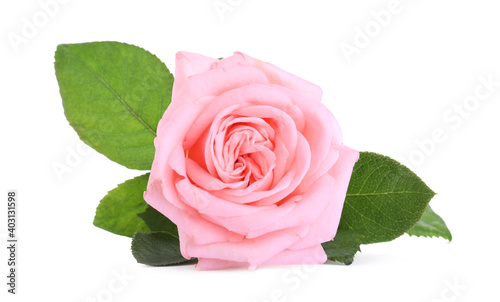 Blooming pink rose isolated on white. Beautiful flower