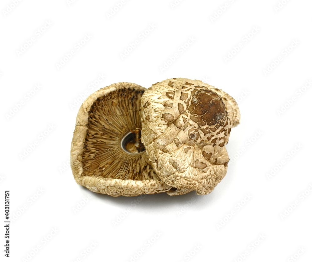 Dried mushroom isolated. Dried Parasol Mushroom (Macrolepiota procera) isolated on white background. Macrolepiota procera, Parasol mushroom, wild edible mushroom. Dried mushroom isolated. Dried Parasol Mushroom (Macrolepiota procera) isolated on white background. Macrolepiota procera, Parasol mushroom, wild edible mushroom.