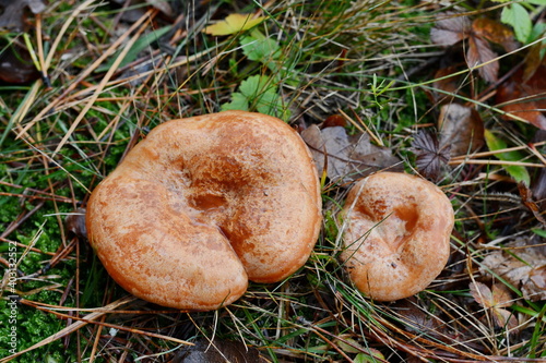 Saffron milk cap (Lactarius deliciosus) mushroom. Fall season. Mushroom hunt. Saffron milk cap aka red pine mushrooms aka Lactarius deliciosus in a grass. 