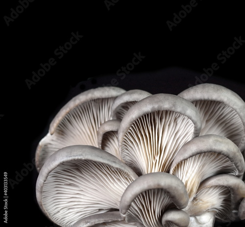 oyster mushroom isolated on black background 