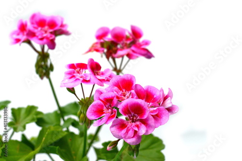 Pink Geranium Pelargonium Flowers isolated on white background.