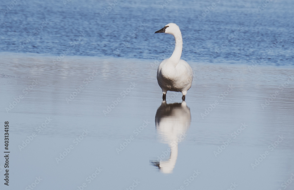 Fototapeta premium Tundra Swans at Pungo Lake