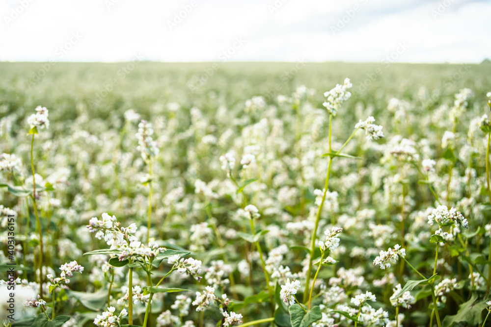 Buckwheat, Fagopyrum esculentum, Japanese buckwheat and silverhull buckwheat blooming on the field. Close-up flowers of buckwheat Buckwheat, Fagopyrum esculentum, Japanese buckwheat and silverhull buckwheat blooming on the field. Close-up flowers of buckwheat