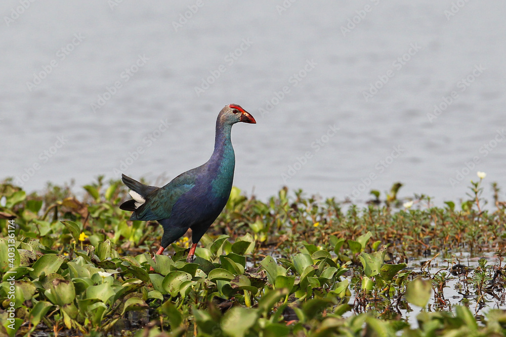 Grey-headed swamphen (Porphyrio porphyrio poliocephalus, Porphyrio poliocephalus), adult in swamp, Thailand Grey-headed swamphen (Porphyrio porphyrio poliocephalus, Porphyrio poliocephalus), adult in swamp, Thailand