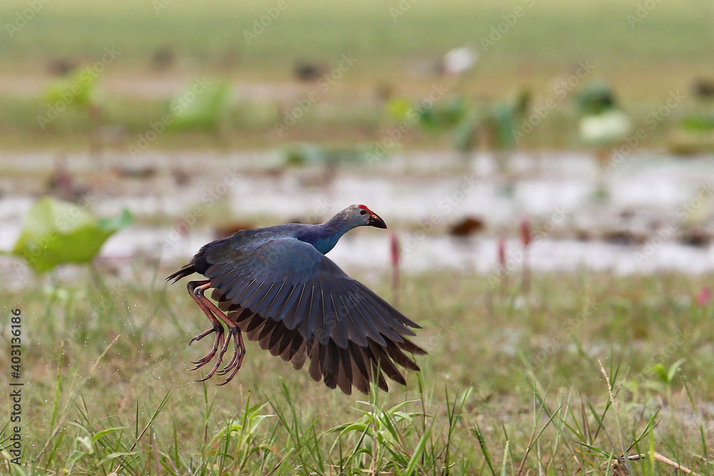Obraz premium Grey-headed swamphen (Porphyrio porphyrio poliocephalus, Porphyrio poliocephalus), adult flying in swamp, Thailand