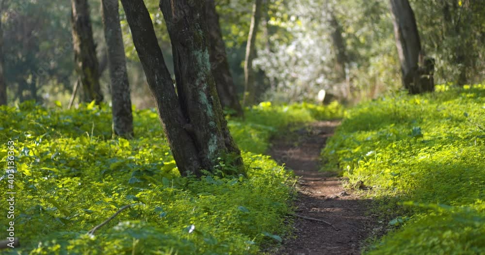 Forest trees with green grass and a pathway Forest trees with green grass and a pathway
