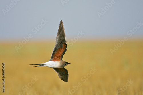 Collared Pratincole (Glareola pratincola), in flight, Spain photo