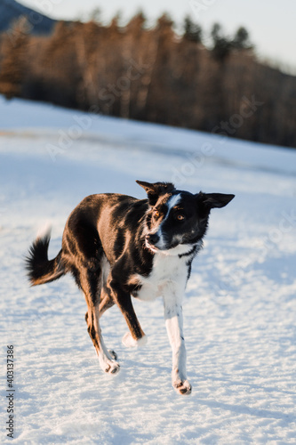 dog running in the snow