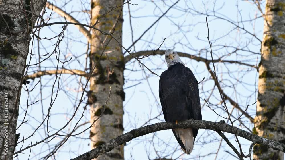 Bald Eagle (Haliaeetus leucocephalus) sitting on a tree and having some rest before the next hunting for salmon in Fraser Valley, British Columbia, Canada Bald Eagle (Haliaeetus leucocephalus) sitting on a tree and having some rest before the next hunting for salmon in Fraser Valley, British Columbia, Canada