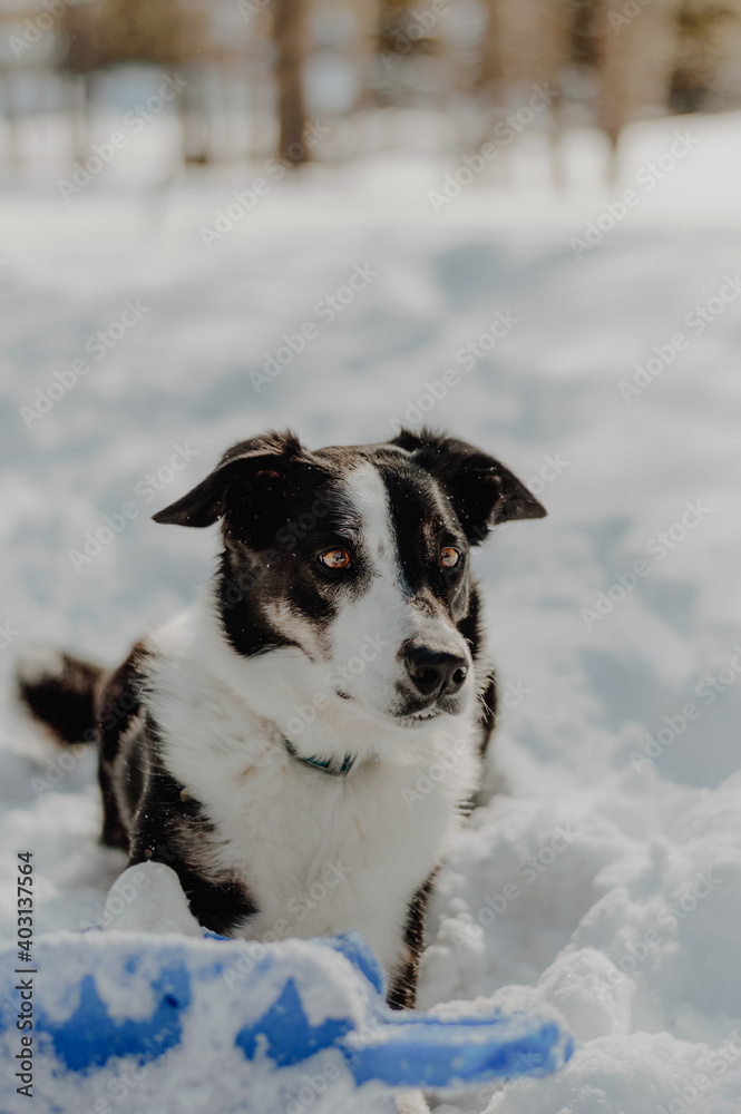 dog in snow