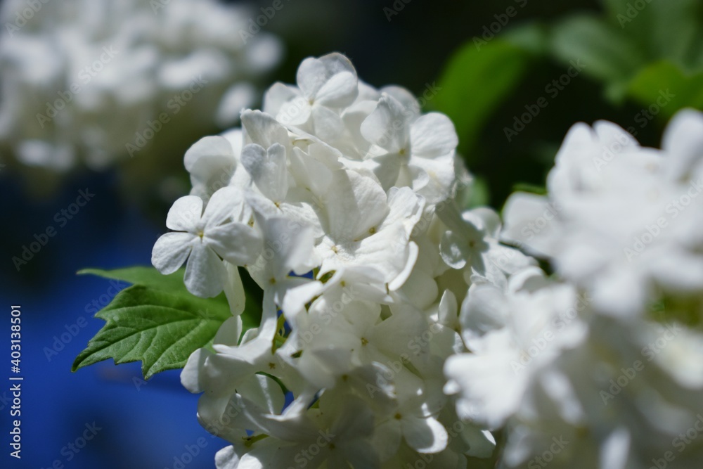 white flower