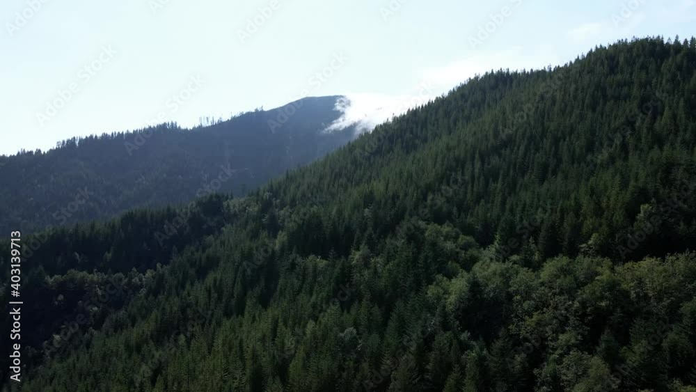 Rising up revealing an evergreen covered mountain ridge, Advection fog slowly creeps, aerial Rising up revealing an evergreen covered mountain ridge, Advection fog slowly creeps, aerial