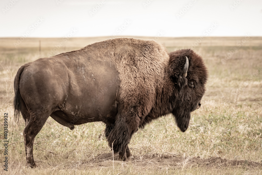 Male Bison with Profile in Late Summer Field