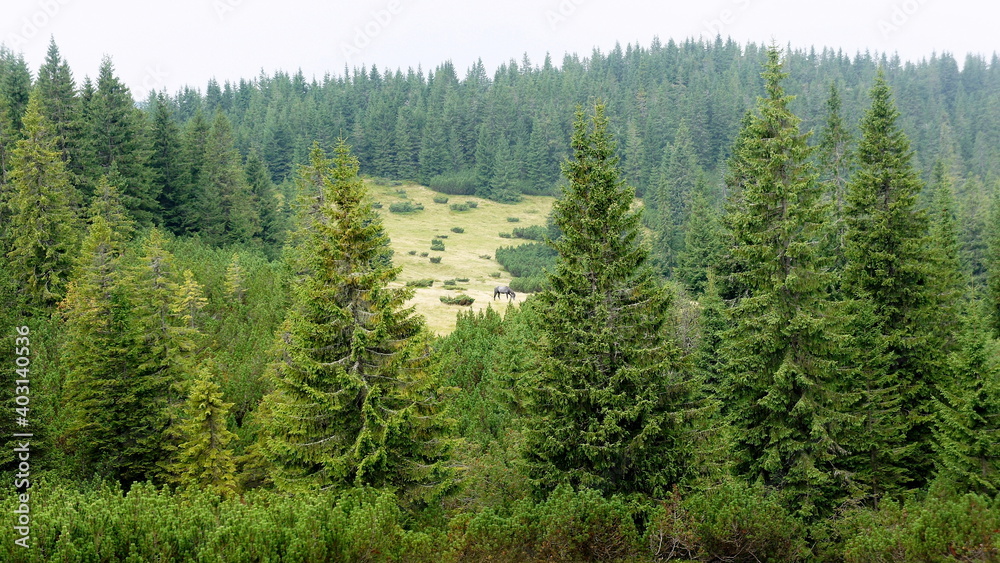 mountain slopes covered with spruce forest and a lone gray wild horse grazing on the slopes in the distance mountain slopes covered with spruce forest and a lone gray wild horse grazing on the slopes in the distance