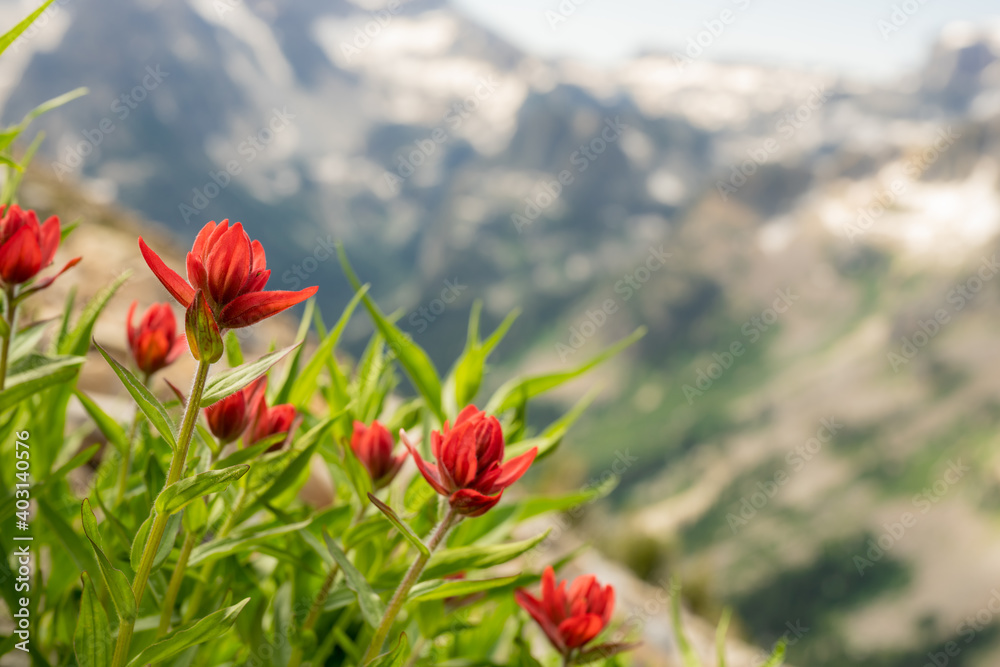 Orange Paintbrush Flowers with Blurry Teton Mountains Orange Paintbrush Flowers with Blurry Teton Mountains