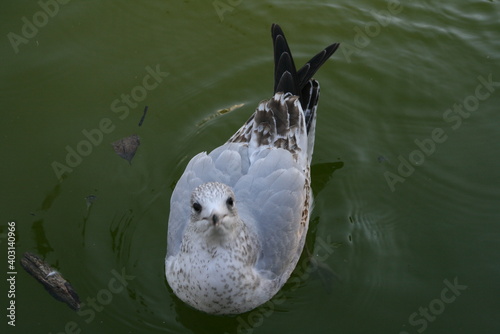 Sea Gull photo