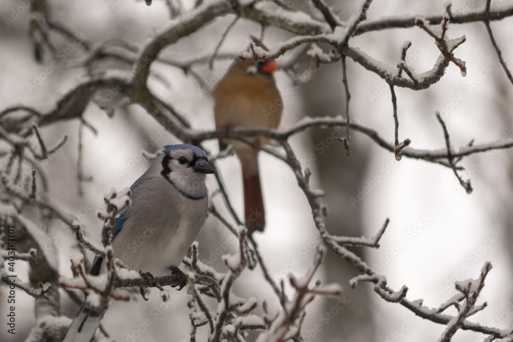 Blue Jay and Cardinal in Winter Blue Jay and Cardinal in Winter