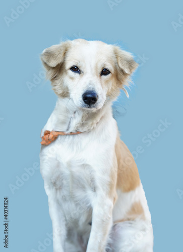 A portrait of a white dog looking at the camera isolated on a blue background.