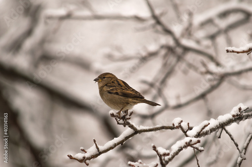 Finch perched on snowy branches 